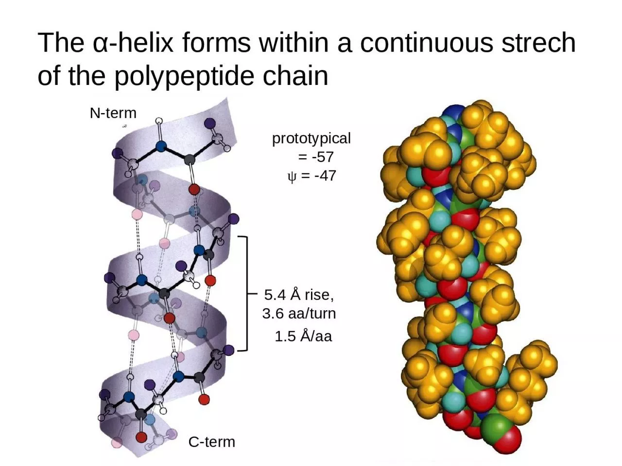 PPT-The α -helix forms within a continuous