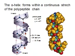 The  α -helix forms within a continuous