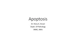 Apoptosis Dr.  Hena  A. Ansari