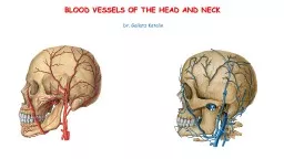 BLOOD VESSELS OF THE HEAD AND NECK