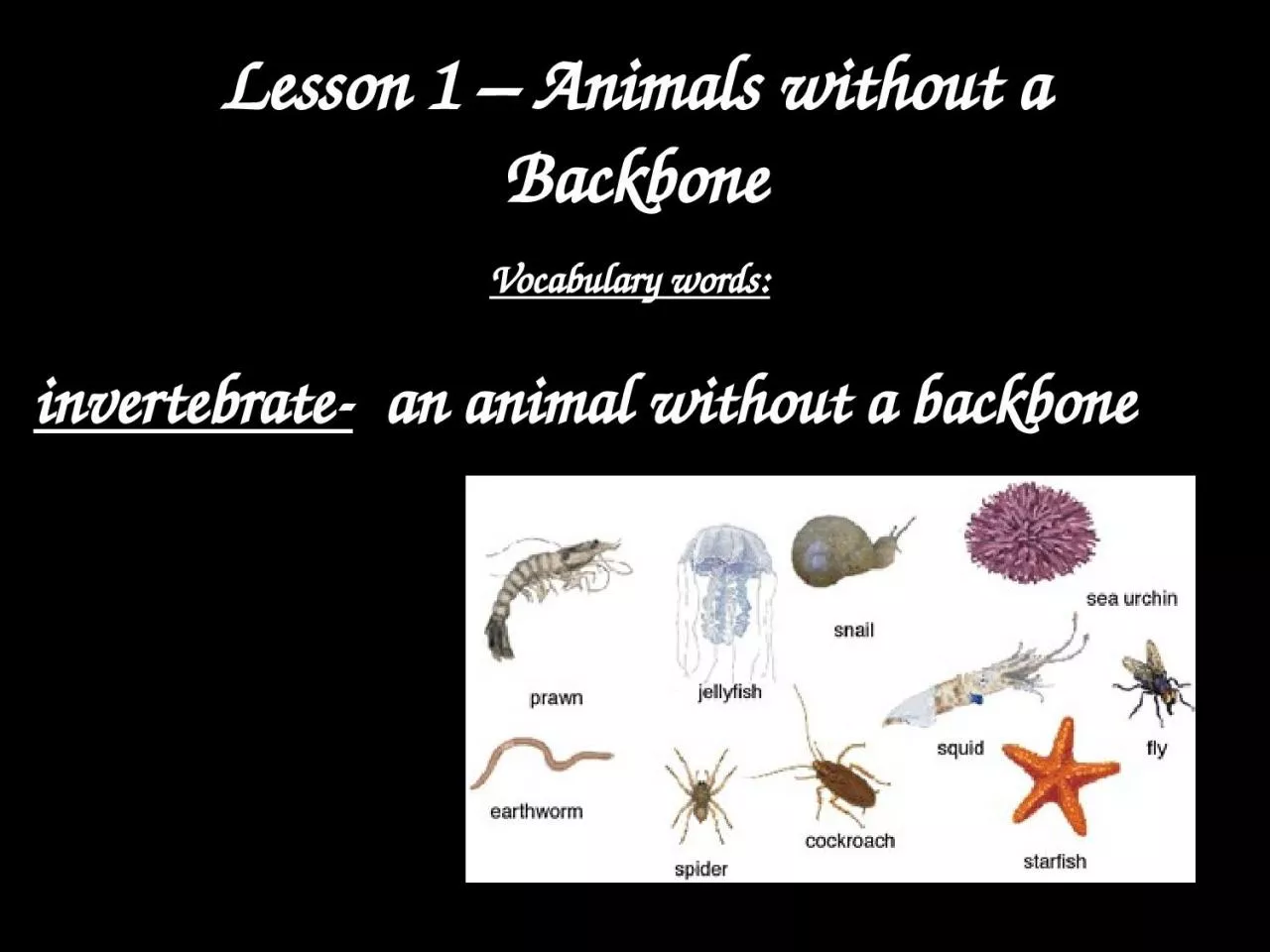 Lesson 1 –  Animals without a Backbone