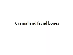 Cranial and facial bones