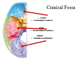 Cranical   Fossa Anterior