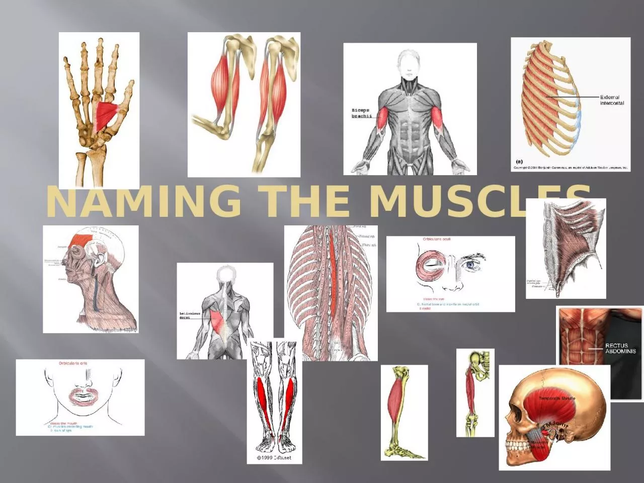 PPT-Naming the Muscles Origin and Insertion