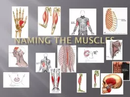 Naming the Muscles Origin and Insertion