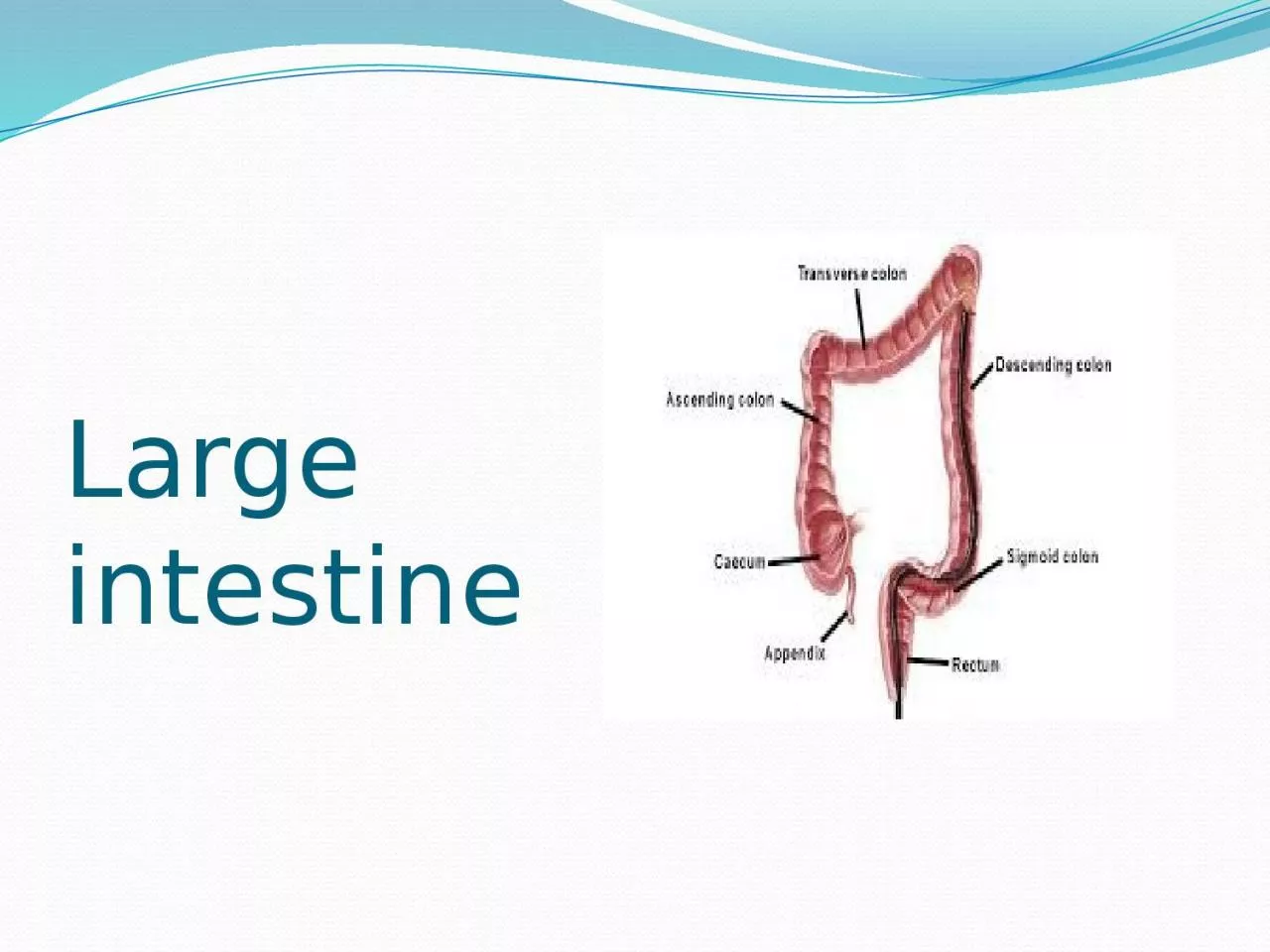 PPT-Large intestine INTRODUCTION