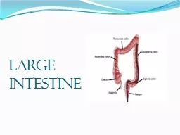 Large intestine  INTRODUCTION