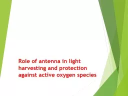 Role of antenna in light harvesting and protection against active oxygen species