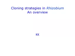 Cloning strategies in  Rhizobium