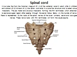 Spinal cord  It is a tube like from the foramen magnum till L1 of the vertebral canal