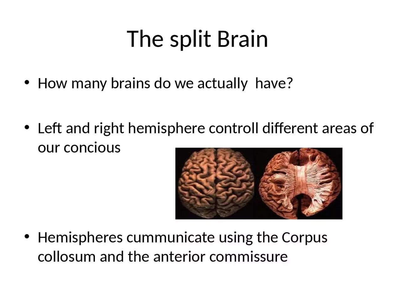 The split Brain  How   many