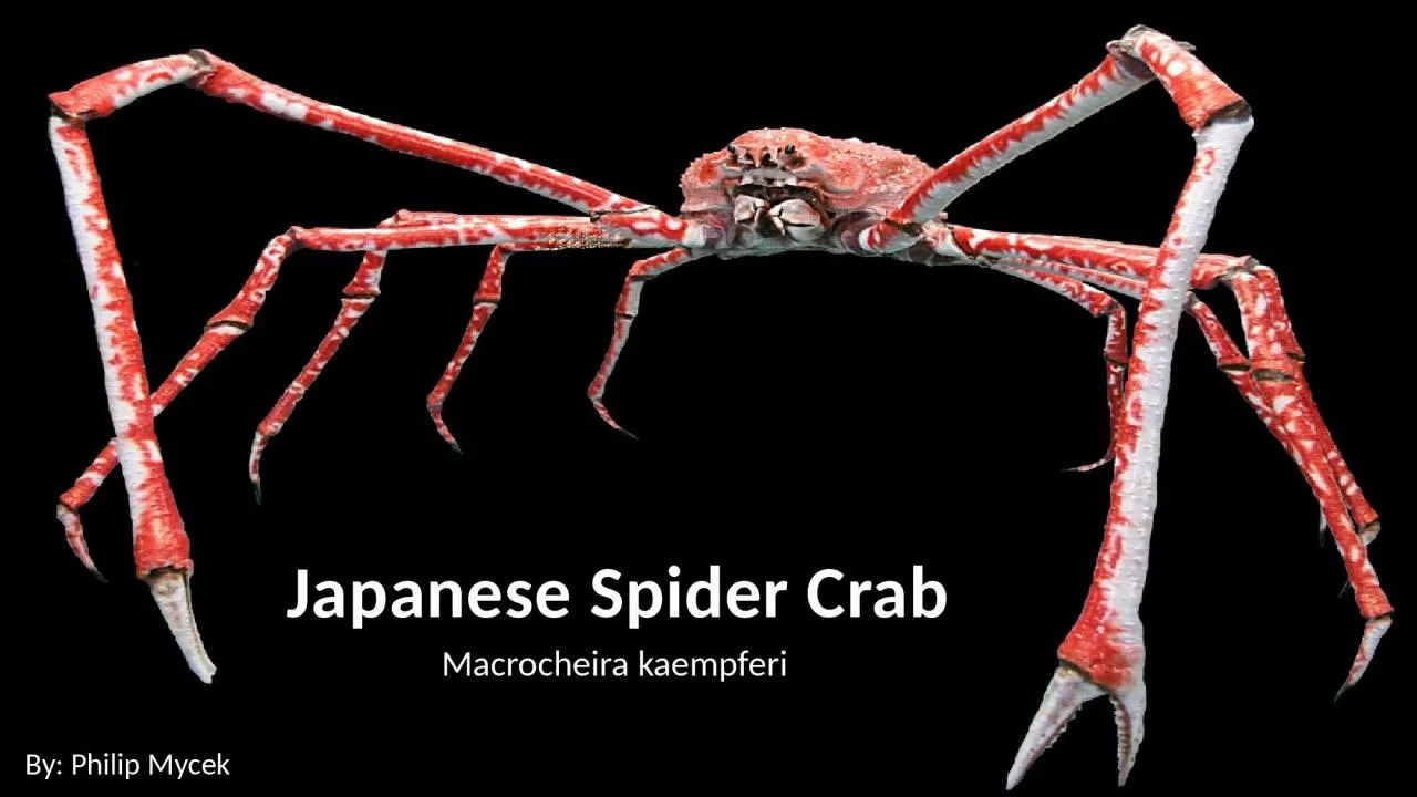 Japanese Spider Crab Macrocheira kaempferi