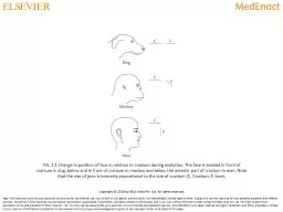 FIG. 1.1 Change in position of face in relation to cranium during evolution. The face is located in