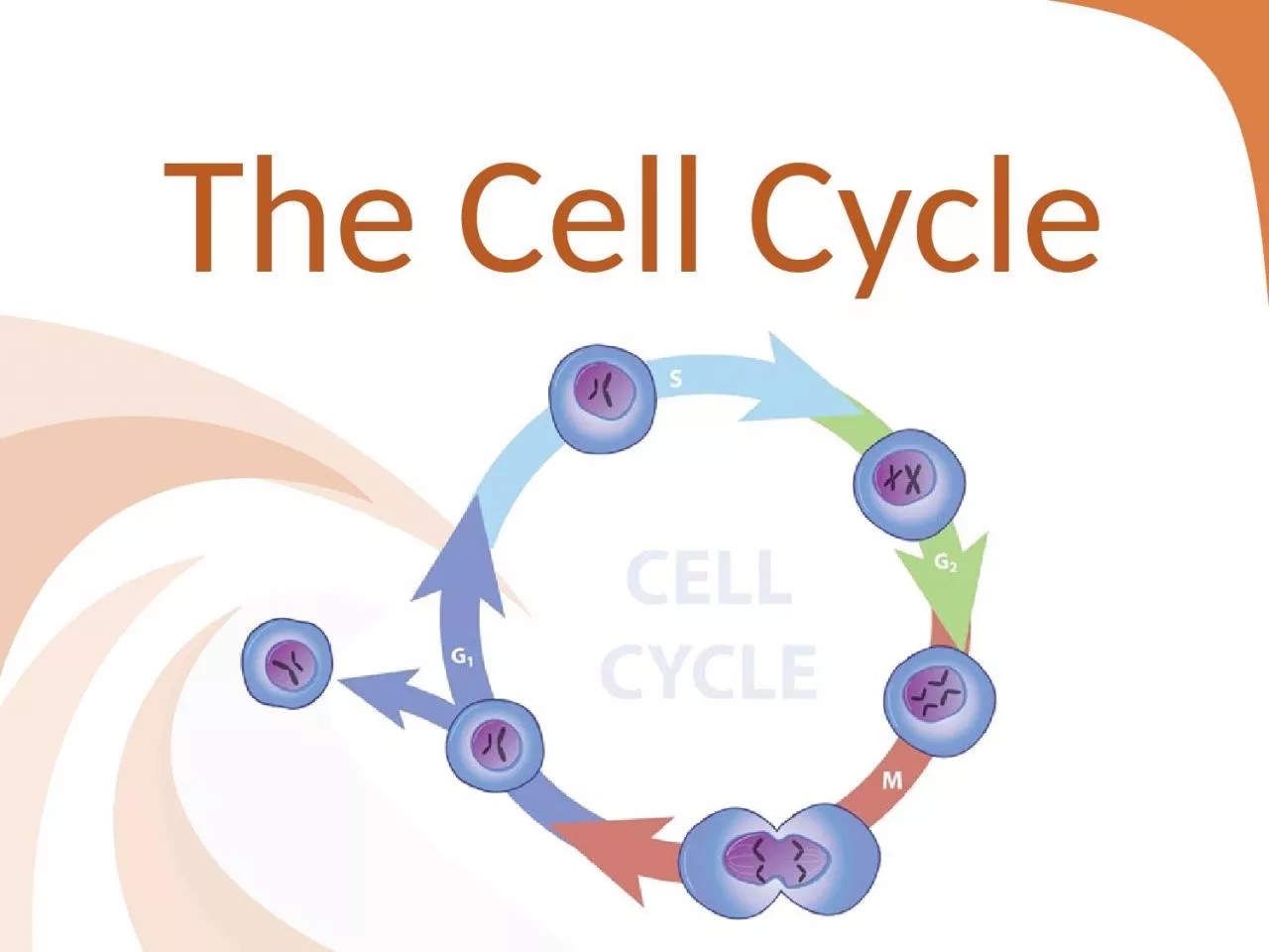 The Cell Cycle The Cell Cycle: Eukaryotes
