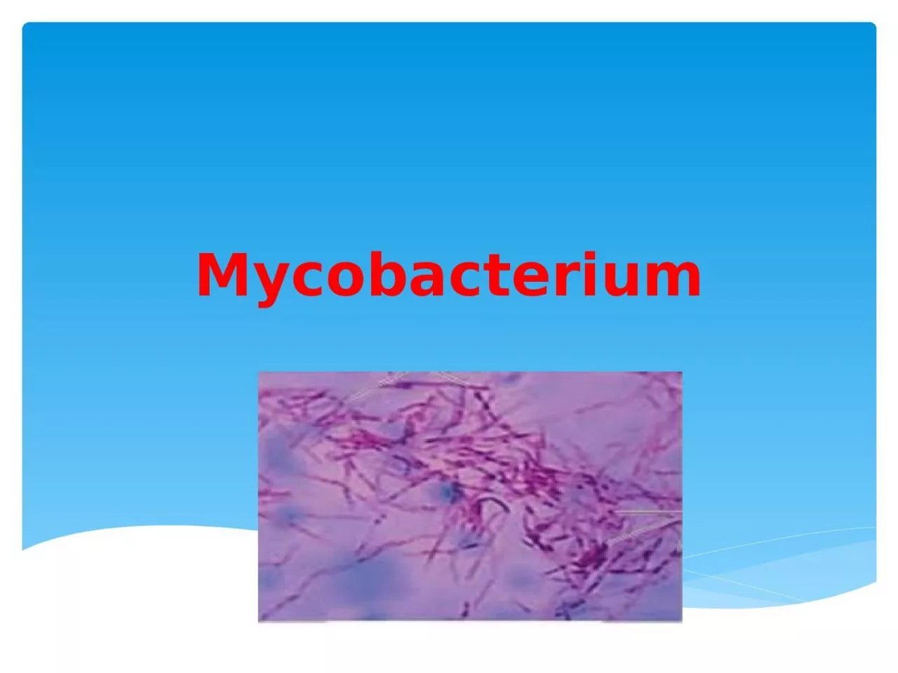 Mycobacterium Order:  Actinomycetails