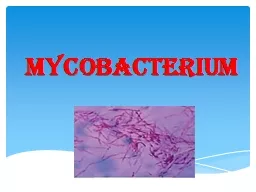 Mycobacterium Order:  Actinomycetails