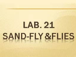 Lab.  21 Sand-fly &Flies