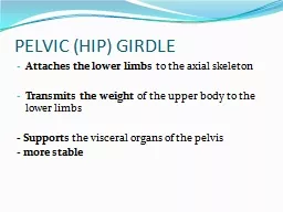 PELVIC (HIP) GIRDLE Attaches the lower limbs