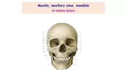 Maxilla ,  maxillary  sinus,