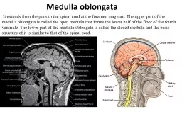 Medulla oblongata  It extends from the pons to the spinal cord at the foramen magnum. The upper par