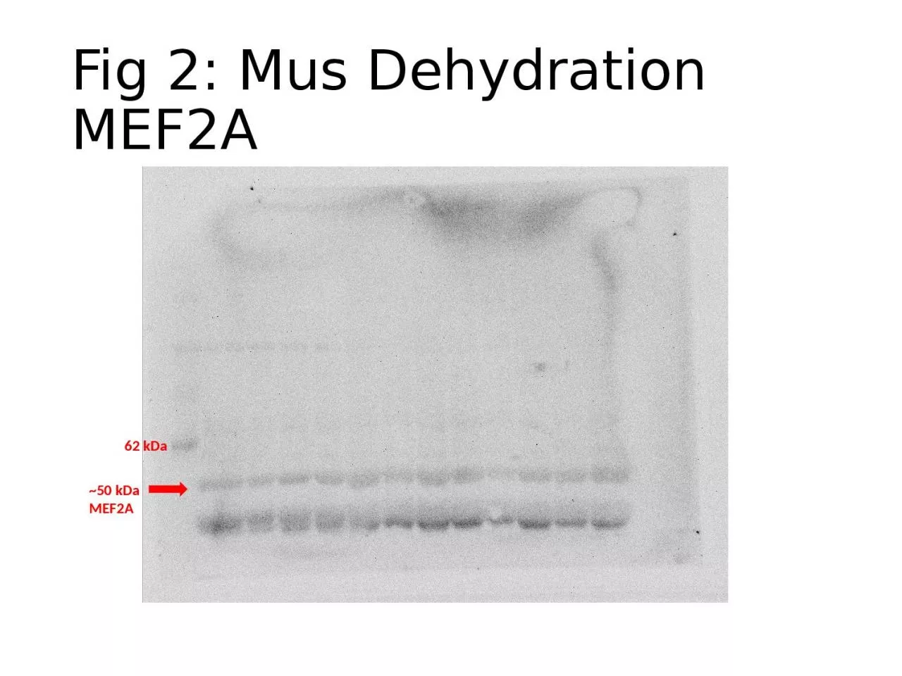 PPT-Fig 2: Mus Dehydration MEF2A