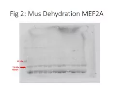 Fig 2: Mus Dehydration MEF2A