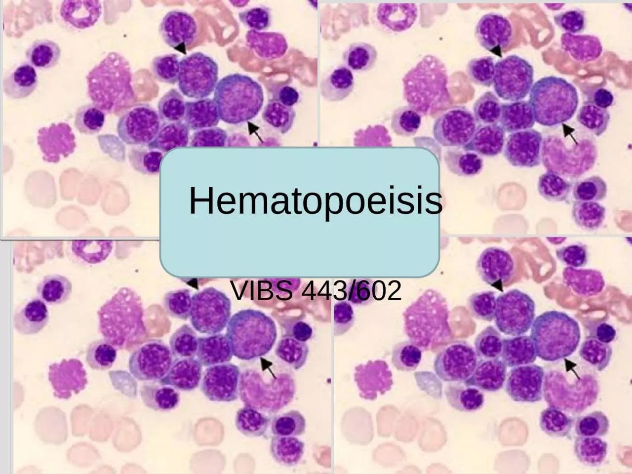 PPT-Hematopoeisis VIBS 443/602