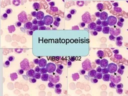 Hematopoeisis VIBS 443/602