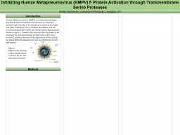 Inhibiting Human Metapneumovirus (HMPV) F Protein Activation through Transmembrane Serine