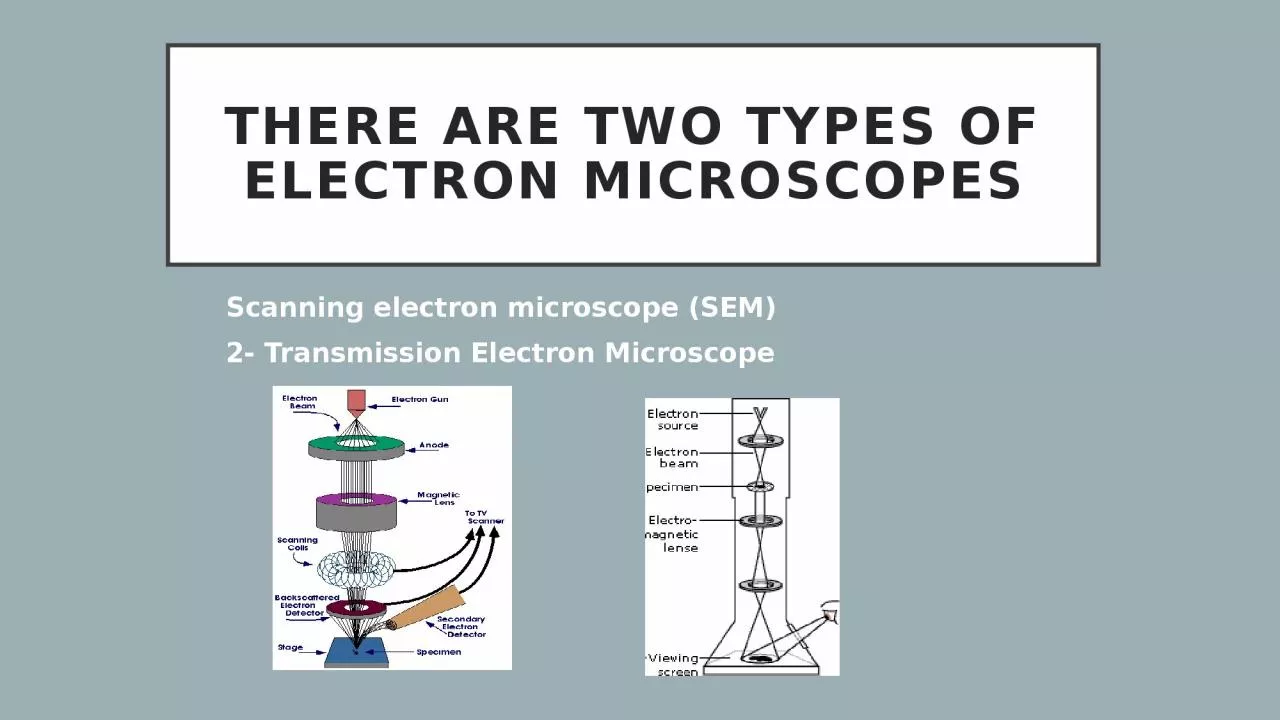 PPT-There are two types of electron microscopes