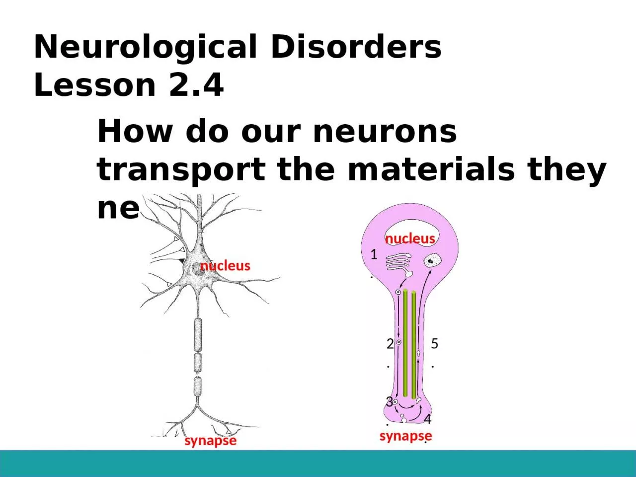 PPT-Neurological Disorders Lesson 2.4