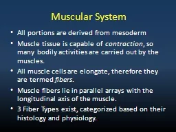 Muscular System All portions are derived from mesoderm