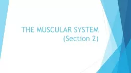 PPT-THE MUSCULAR SYSTEM (Section 2)