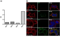 PPT-A) hNF155-Myc IgG1 IgG2 IgG3