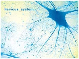 Nervous  system Nervous system