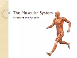 The Muscular System Structure and Function