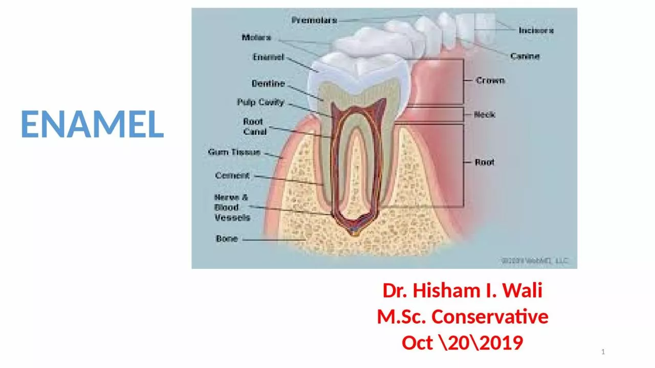 PPT-ENAMEL 1 Dr. Hisham I. Wali