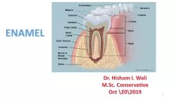 ENAMEL 1 Dr. Hisham I.  Wali