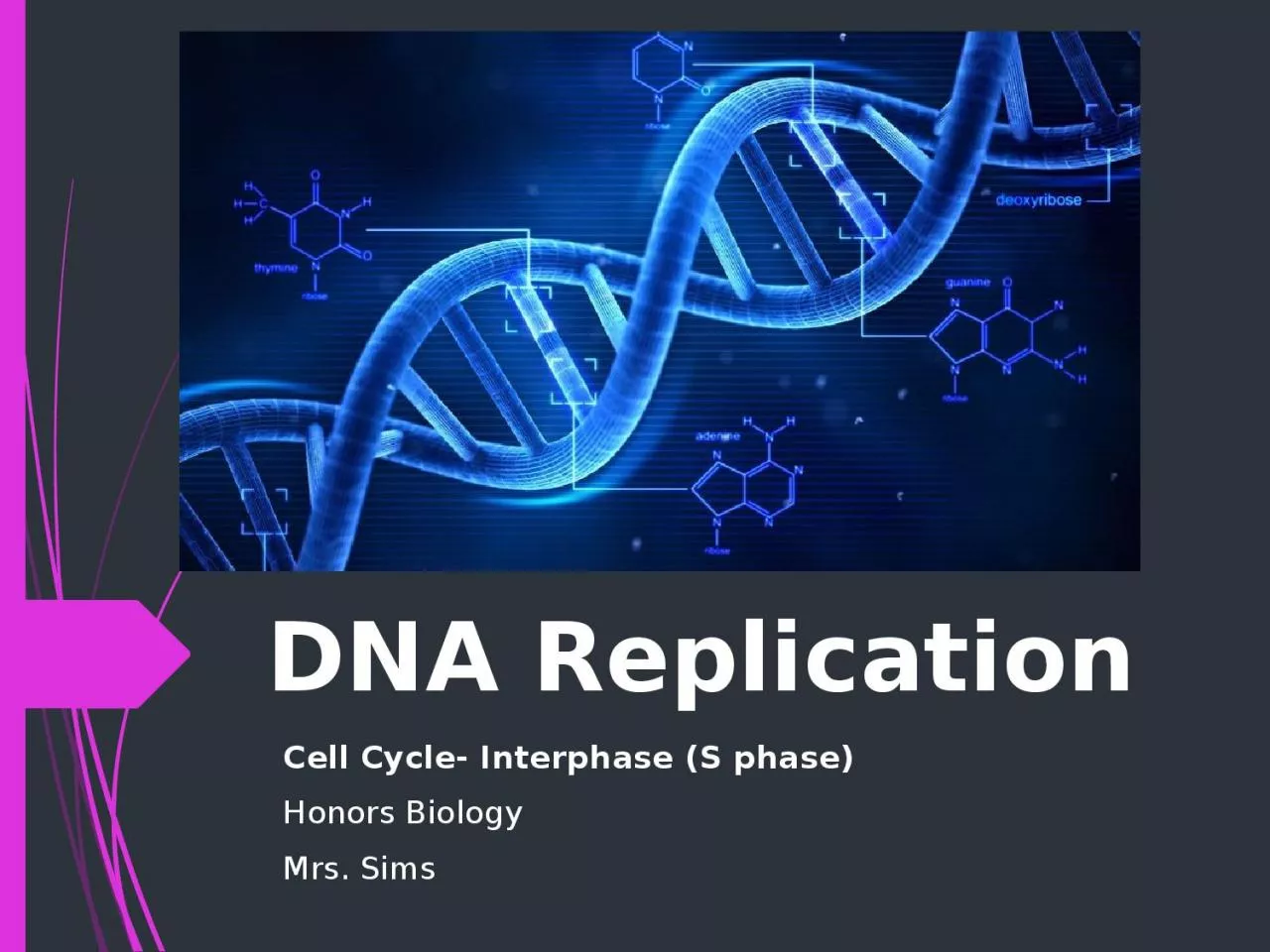 DNA Replication Cell Cycle- Interphase (S phase)