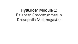 FlyBuilder Module 1:  Balancer Chromosomes in Drosophila Melanogaster