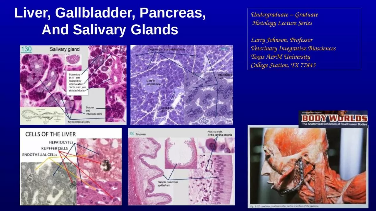 Liver, Gallbladder, Pancreas