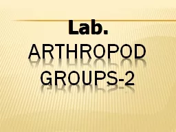 Lab. Arthropod  groups-2