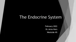 The Endocrine System February 2022