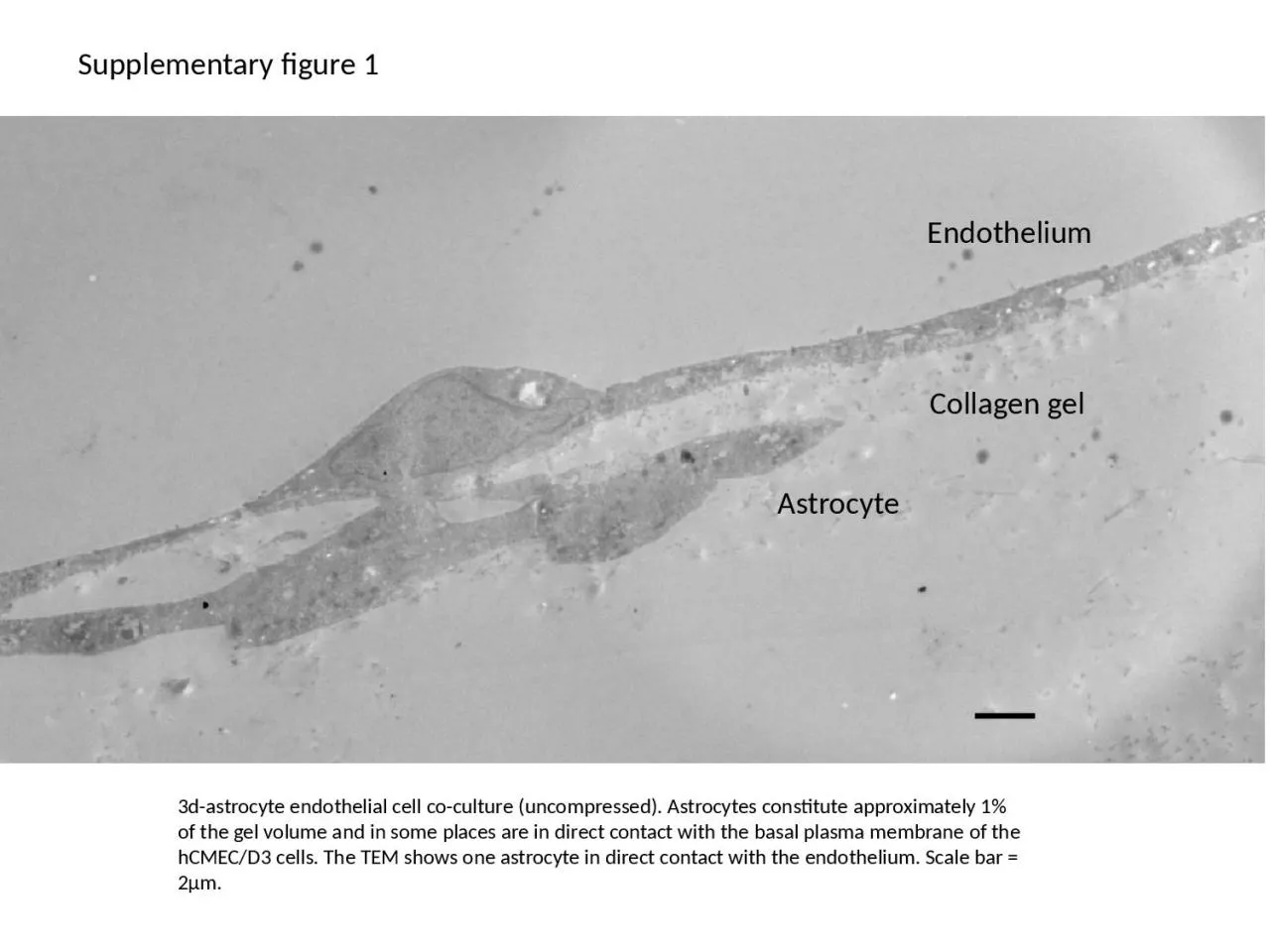 PPT-Supplementary figure 1 3d-astrocyte endothelial cell co-culture (uncompressed). Astrocytes