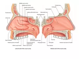 Nasal meatus openings Superior Nasal Meatus