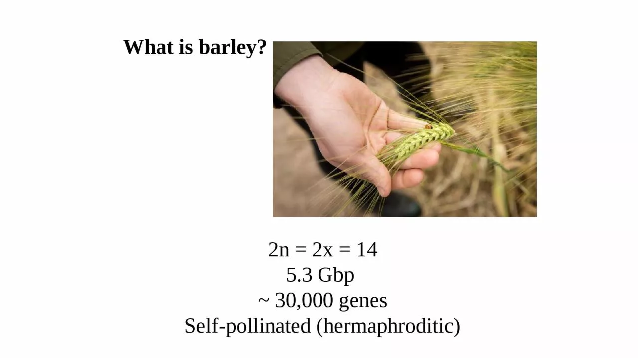 What is barley? 2n = 2x = 14