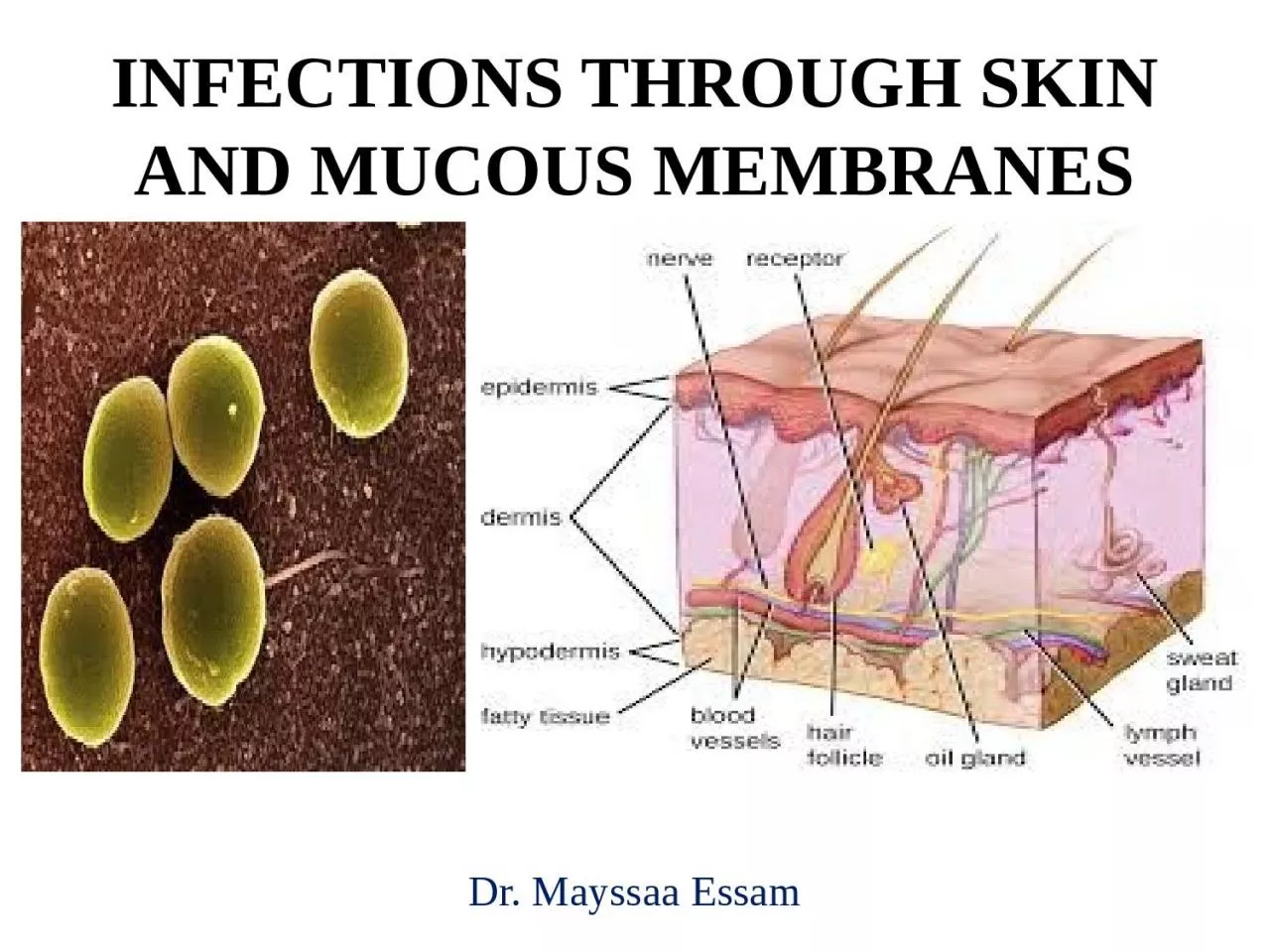 PPT-INFECTIONS THROUGH SKIN AND MUCOUS MEMBRANES