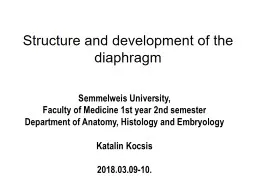 Structure and development of the diaphragm