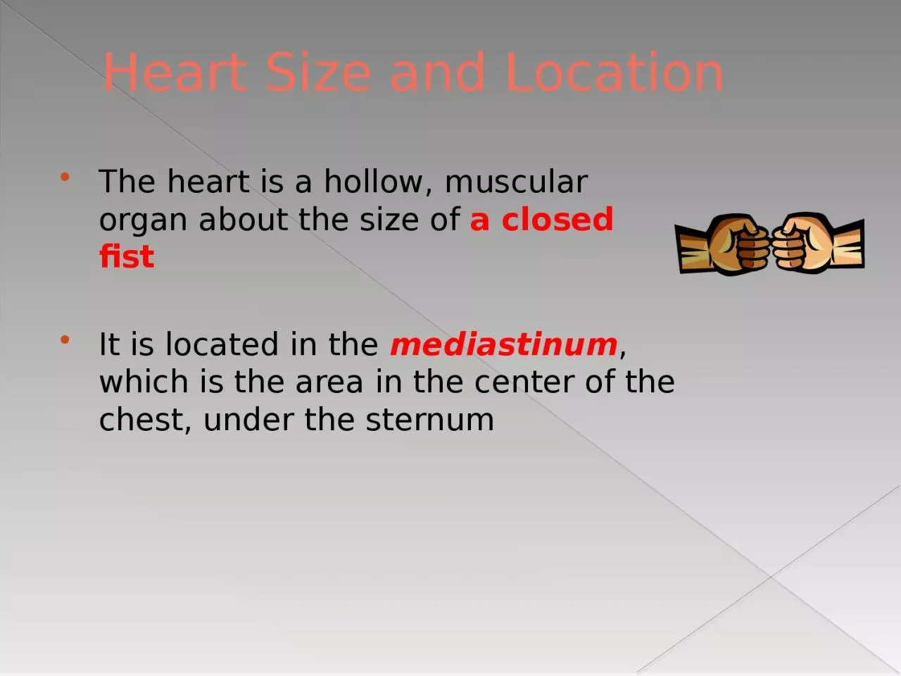 Heart Size and Location The heart is a hollow, muscular organ about the size of