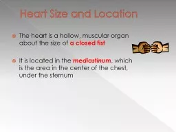 Heart Size and Location The heart is a hollow, muscular organ about the size of